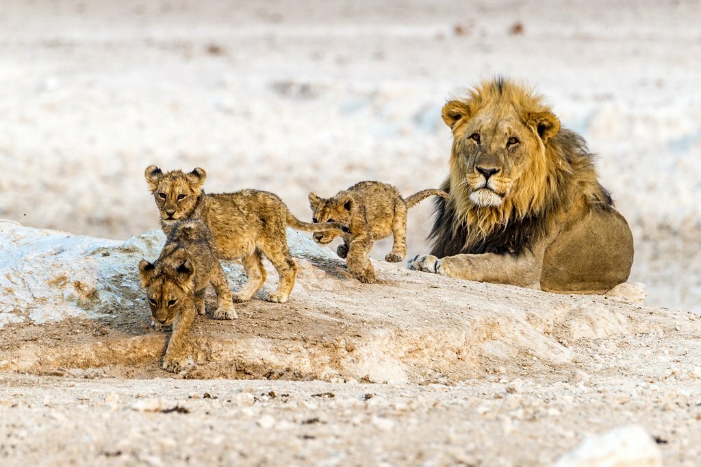Lions in Etosha National Park