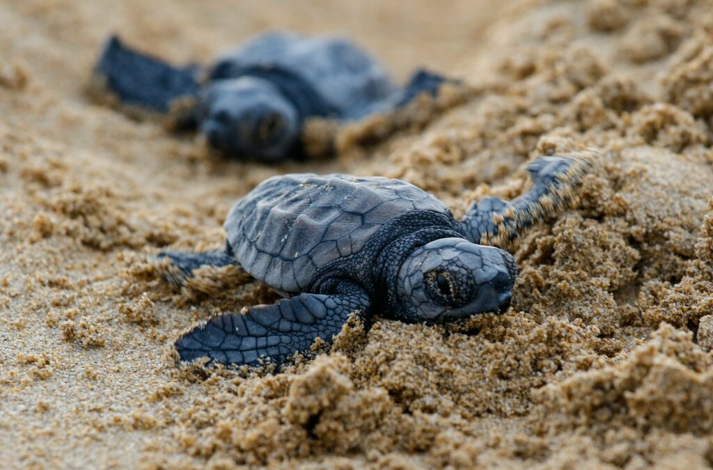Visit to a Turtle Hatchery