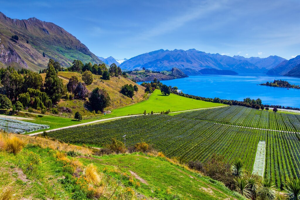 Vineyard in the Rippon Valley, South Island New Zealand