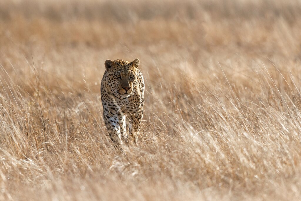 Sabi Sands Game Reserve is famous for its thriving leopard population