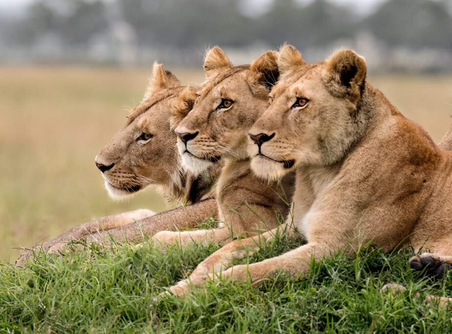 Pack the most wildlife into your short safari adventure with game drives in the Masai Mara
