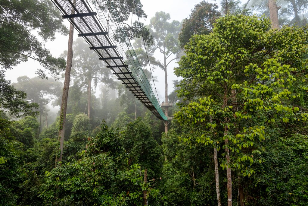 Malaysia, Borneo - Walk amid the rainforest treetops in the Danum Valley in Easy Malaysia