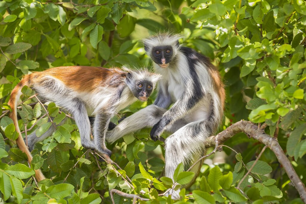 See rare red colobus monkeys on safari in Tanzania