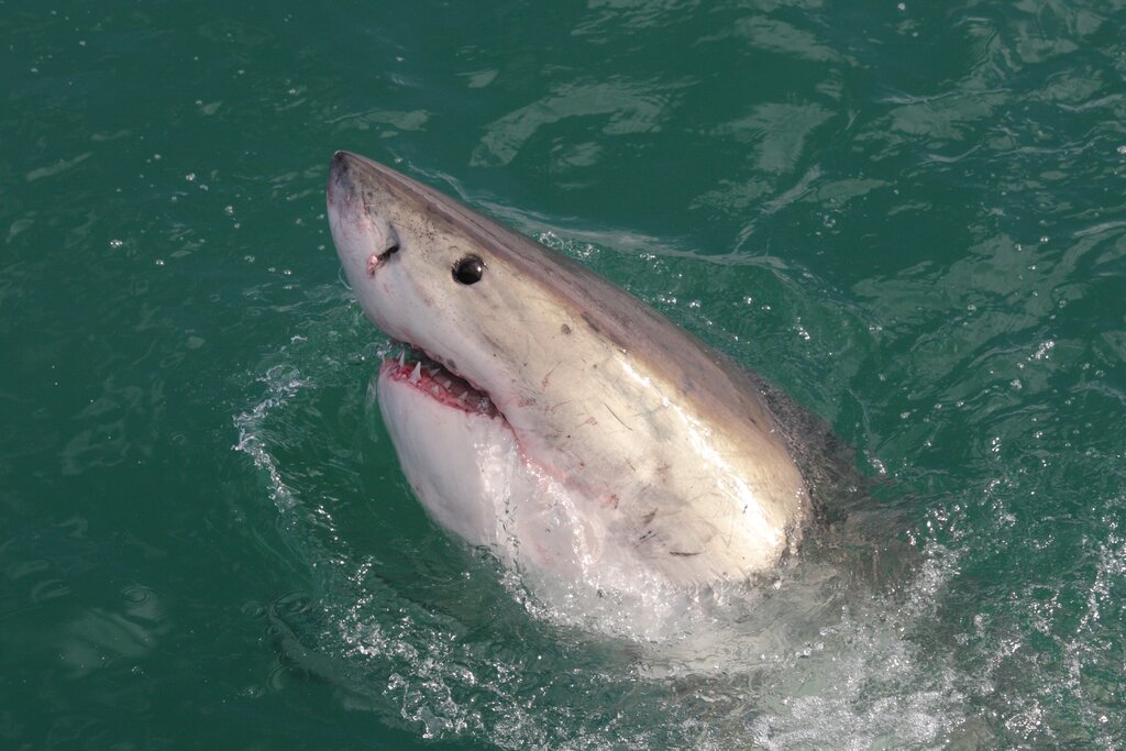Great White, Gansbaai