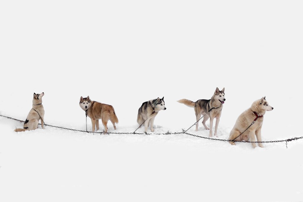 Dog sledding with Alaskan huskies