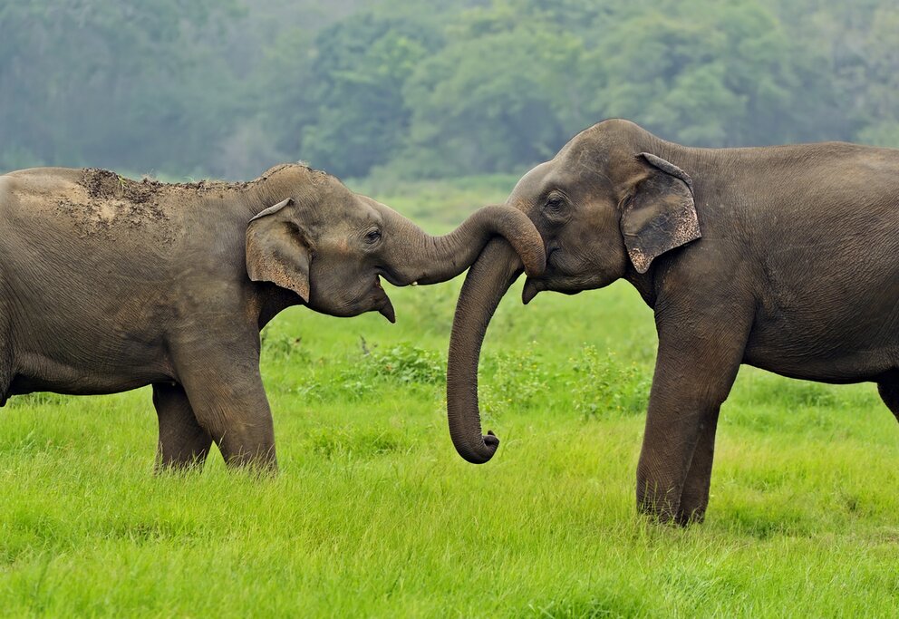 Feeding time at the Elephant Transit Home in Udawalawe