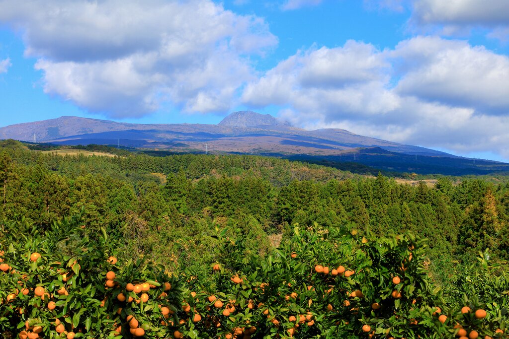 Jeju Island Discovery: Mt. Hallasan View and Arte Museum