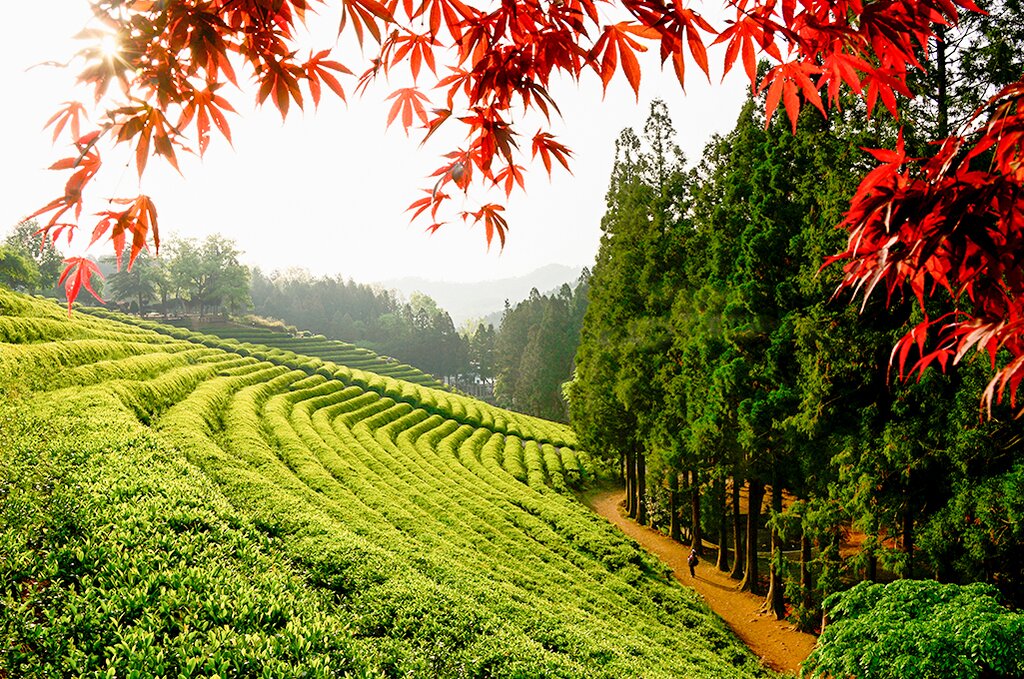 Boseong Green Tea Field and Suncheon Bay Wetland Reserve Tour