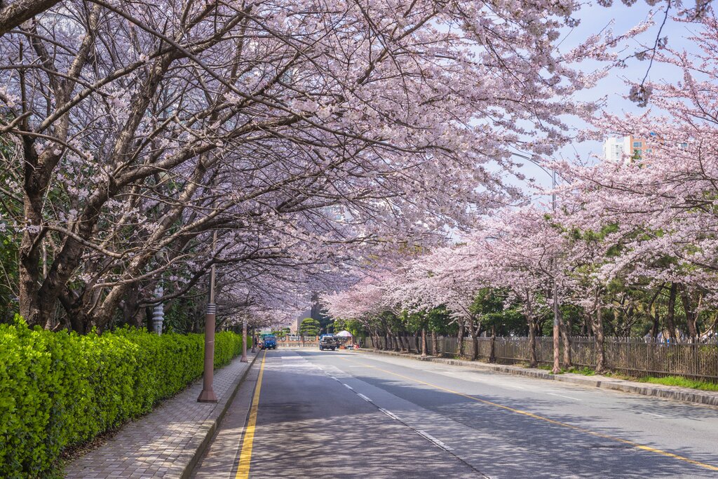 Highlights of Busan in spring