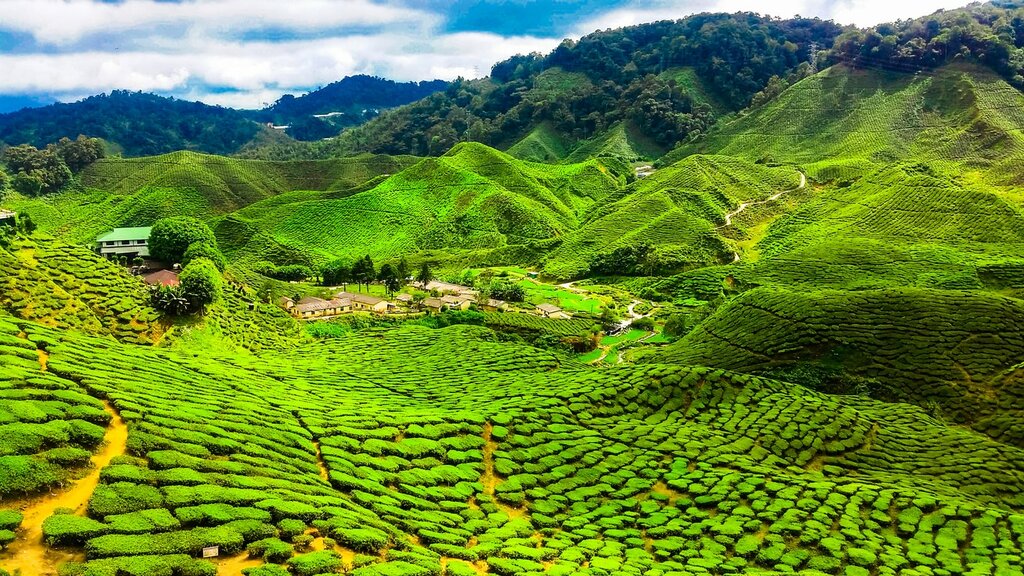 A tea plantation in the Cameron Highlands
