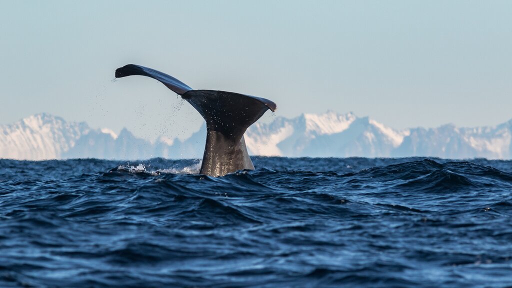 Whales