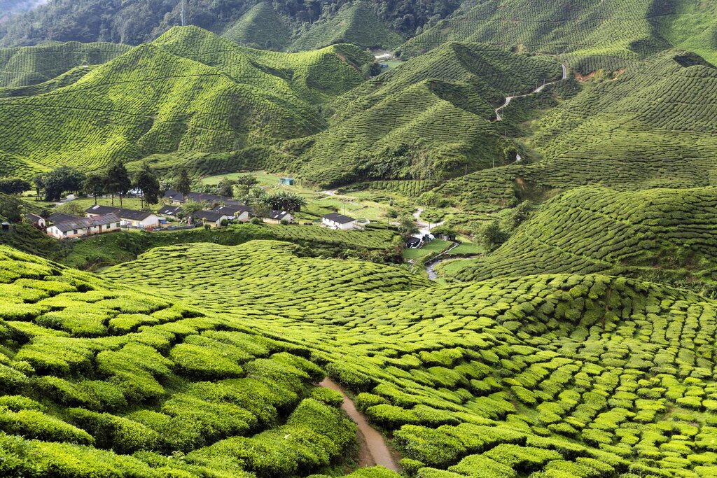 Transfer Kuala Lumpur to Cameron Highlands