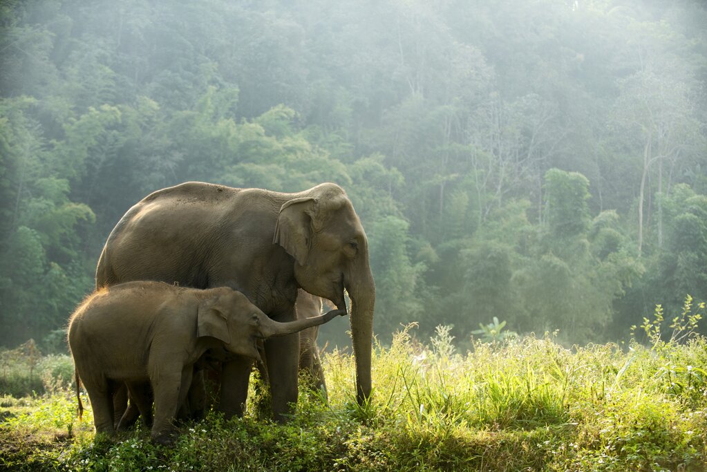 Half day Elephant Jungle Sanctuary