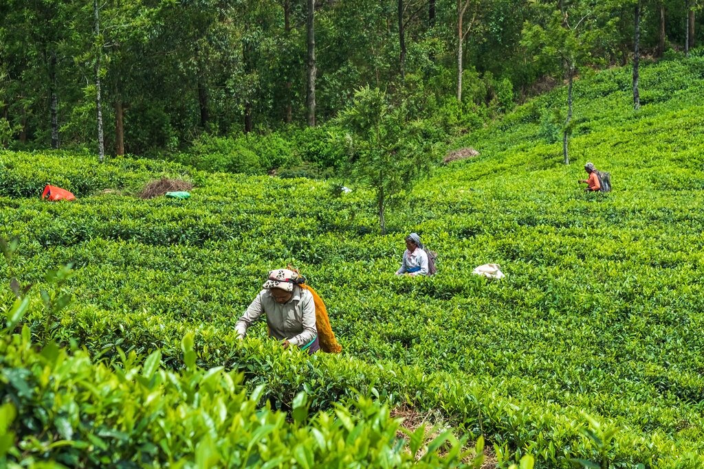 Get up close to a tea plantation on this educational tour