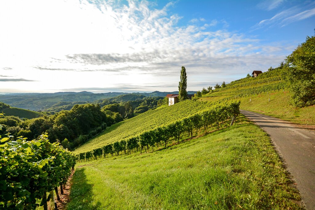Douro Valley vineyard in Portugal