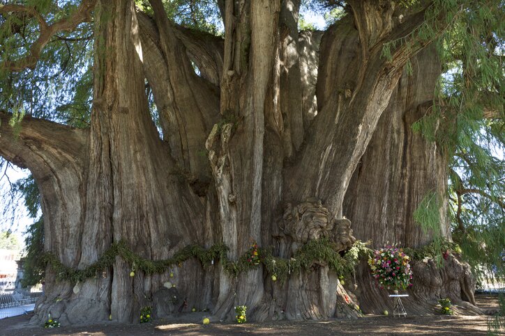 Visit Mitla, the Tule Tree, a Mezcal Distillery & Teotitlán del Valle