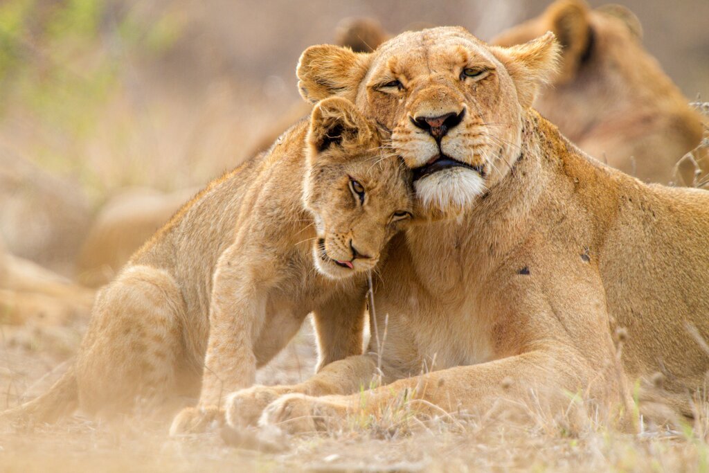 Pride of Lions