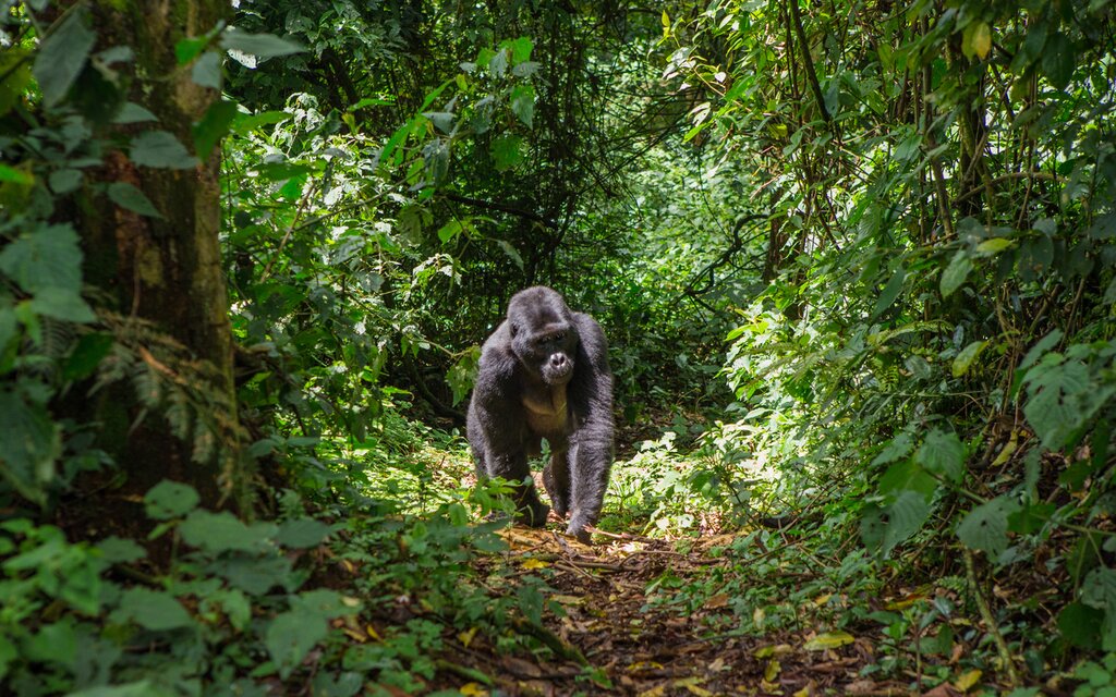 Enjoy a gorilla-tracking expedition in Bwindi Impenetrable Forest National Park
