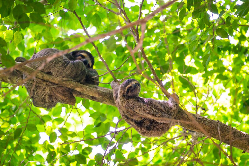 Nature & Indigenous Culture Tour Along the Chagres River