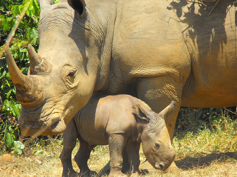 Travel from Murchison Falls National Park to Jinja via Ziwa Rhino Sanctuary