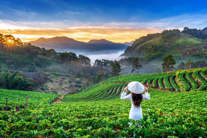Rice paddy fields near Chiang Mai