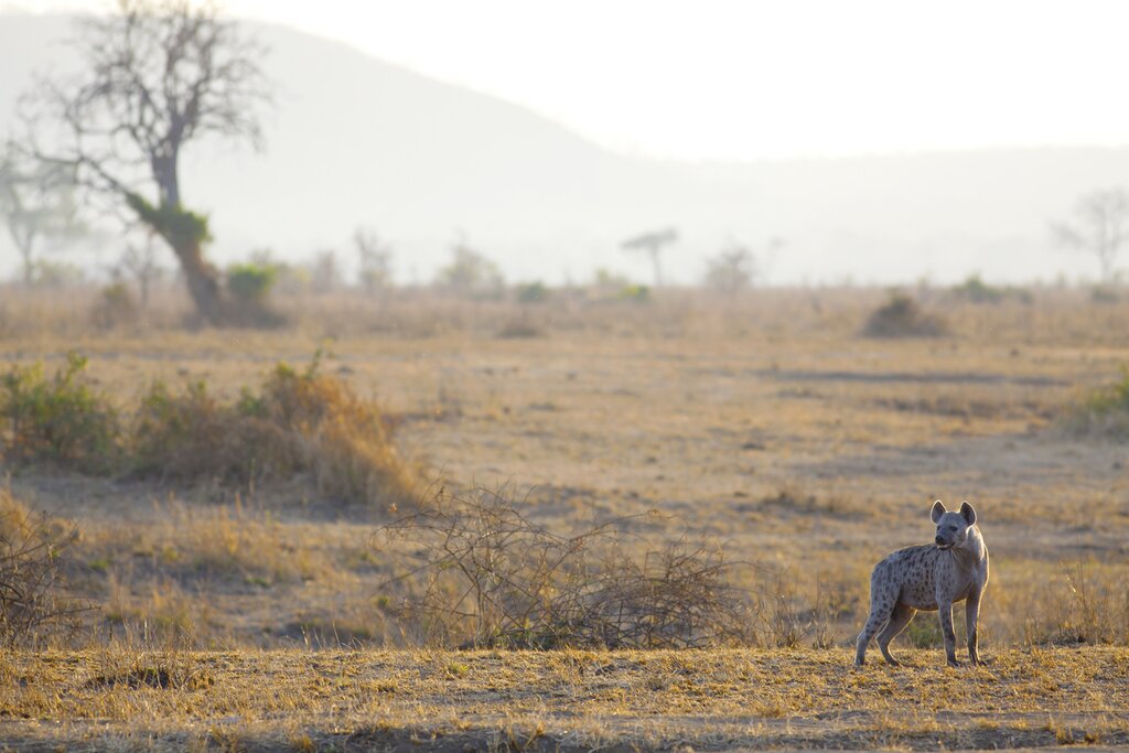 A hyena at sunrise in Mikumi