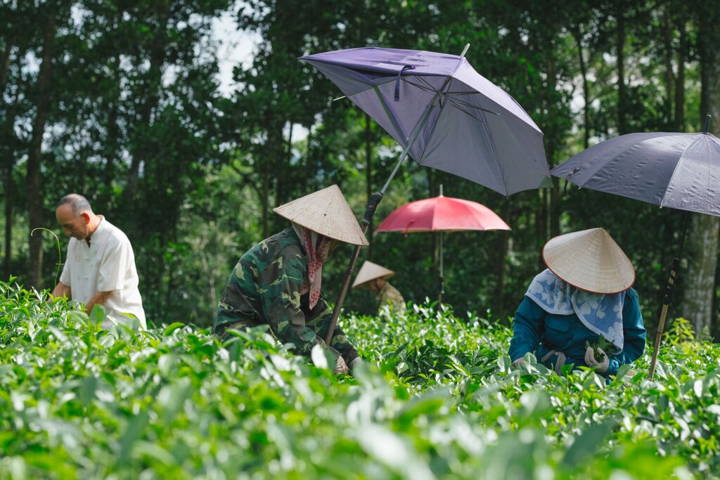 Farming Experience with a Local Family in Ba Vi