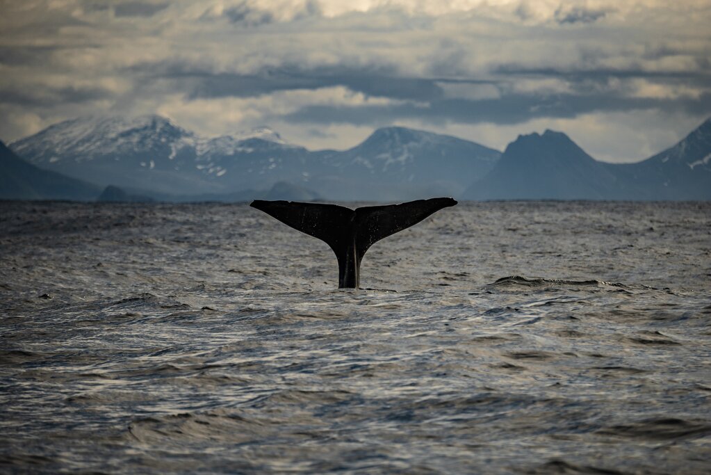 Sperm whale off the coast of Senja