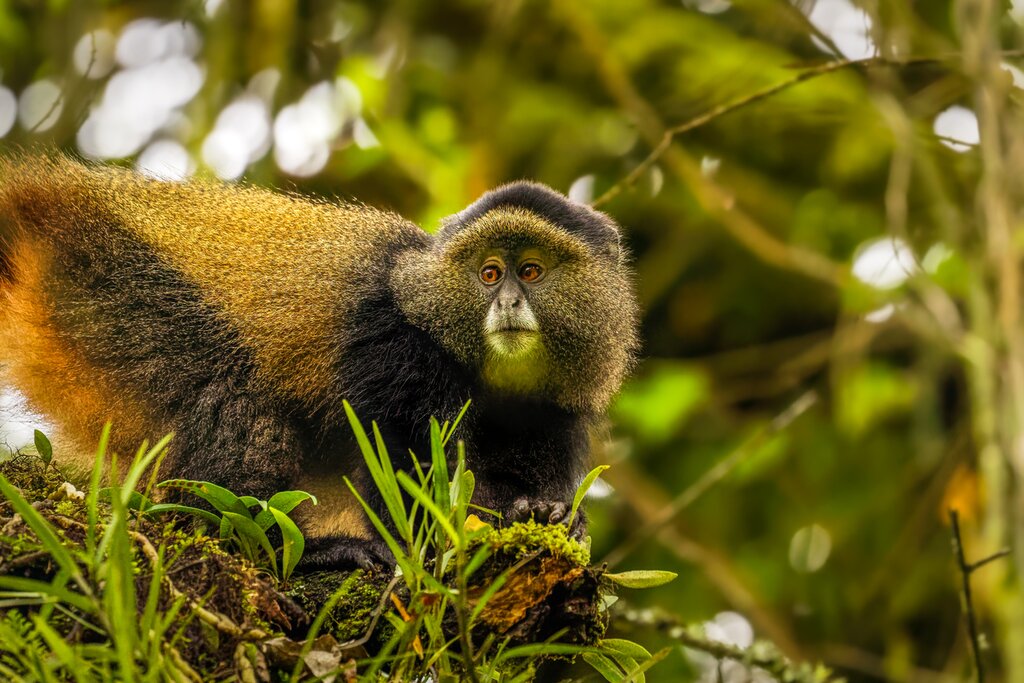 Golden Monkey
