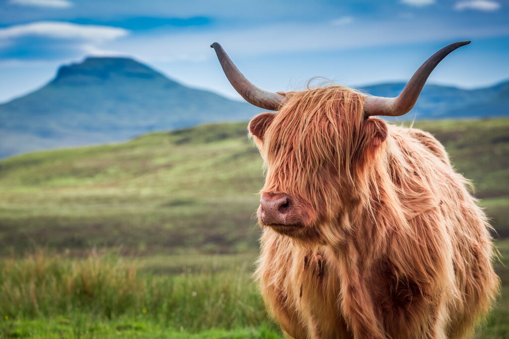 See iconic Scottish sights on this 11-day guided adventure