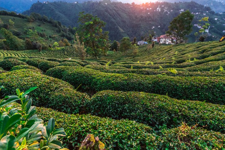 Hemsin and Organic Tea Farms