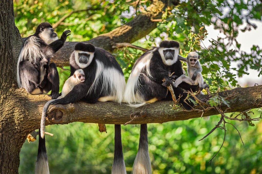 Spot rare wildlife like colobus monkeys in the mountains of Udzungwa National Park