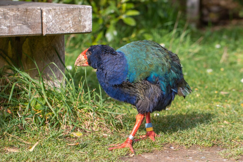 photo of a takahe, a flightless bird with blue-green plumage and a thick orange beak, walking
