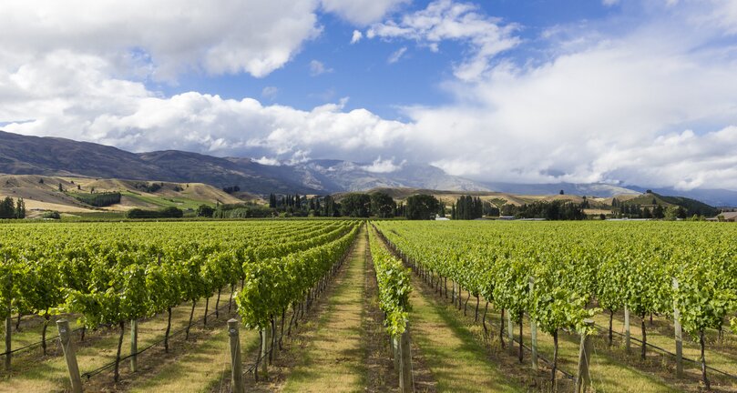 Vineyards in Cromwell