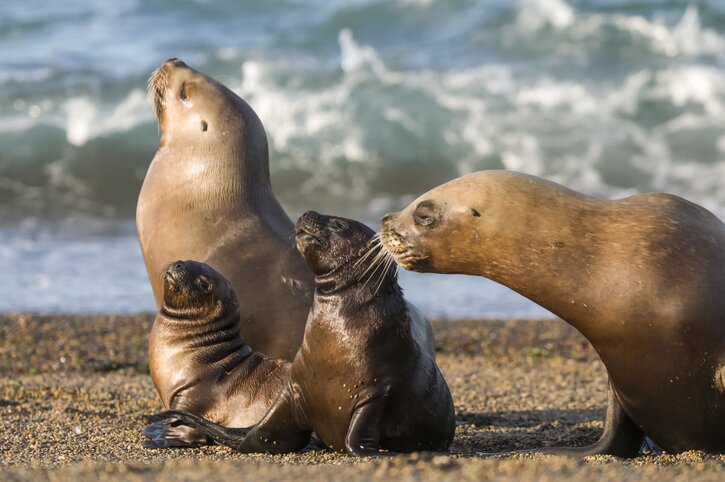 Explore the Wildlife of the Magellan Strait