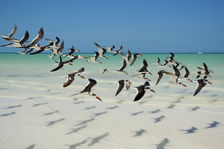 Spend a free day relaxing on Holbox Island