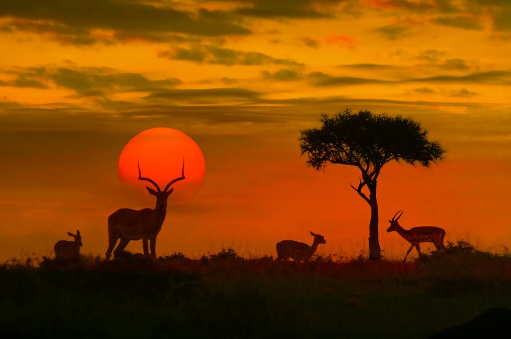 Sunset with silhouettes of antelope
