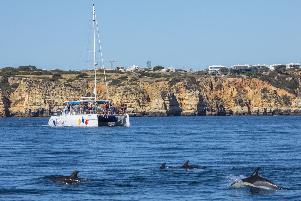 Dolphins in Lagos