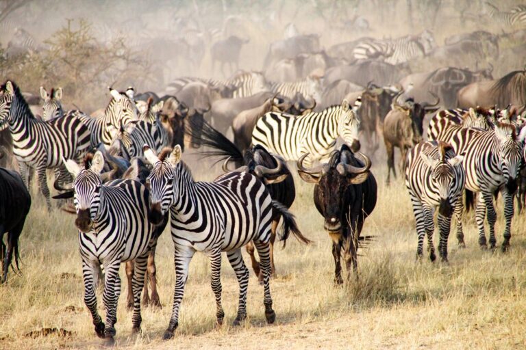 The Ultimate Tanzania Safari: Arusha, Tarangire National Park, Serengeti National Park & Ngorongoro - 8 Days