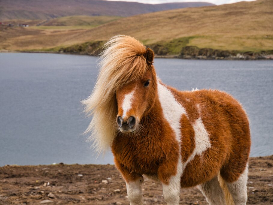Shetland pony