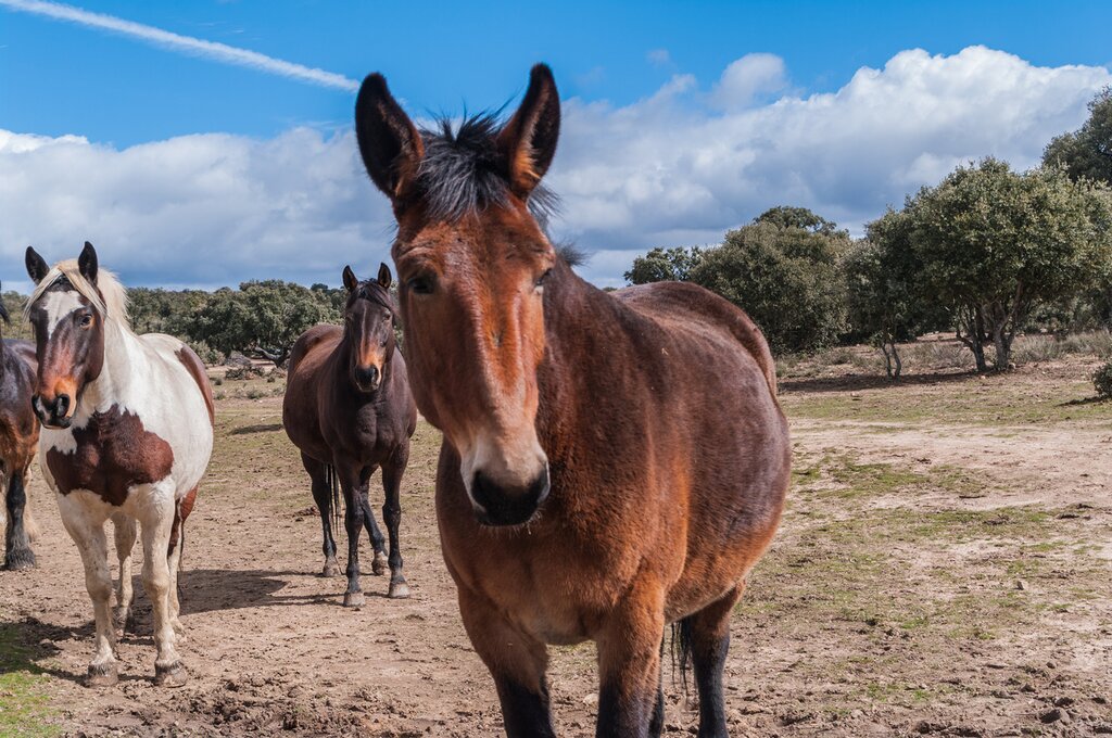 Explore an antique olive oil press and pet the horses in Andalusia