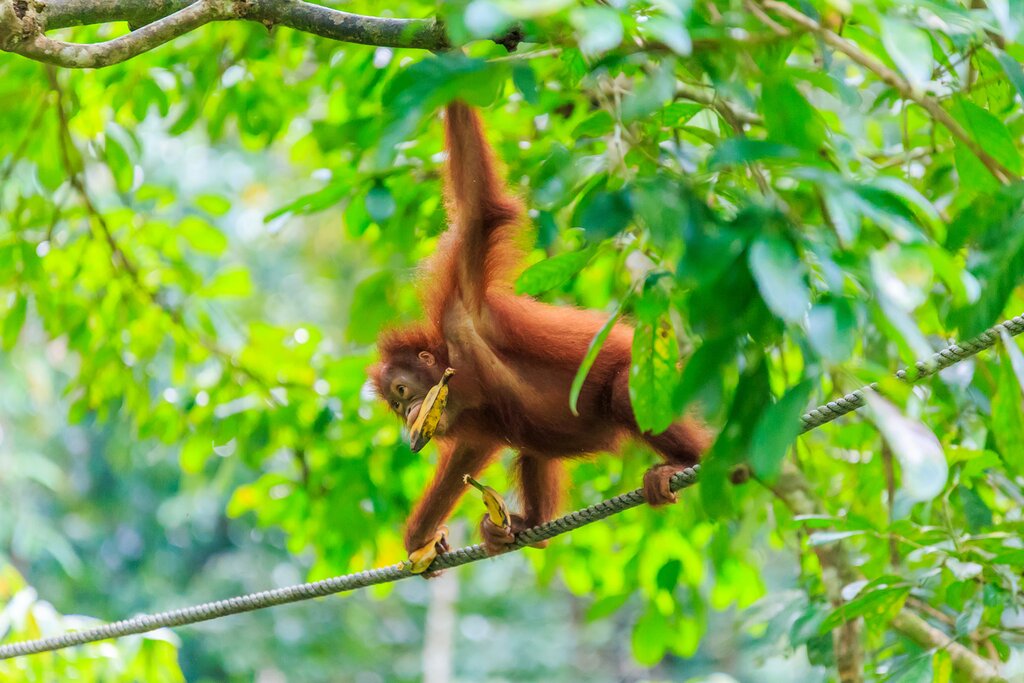 Saloma Homestay ( Orangutans & Village Life)