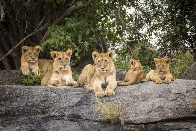 Tanzania In July Travel Tips Weather More
