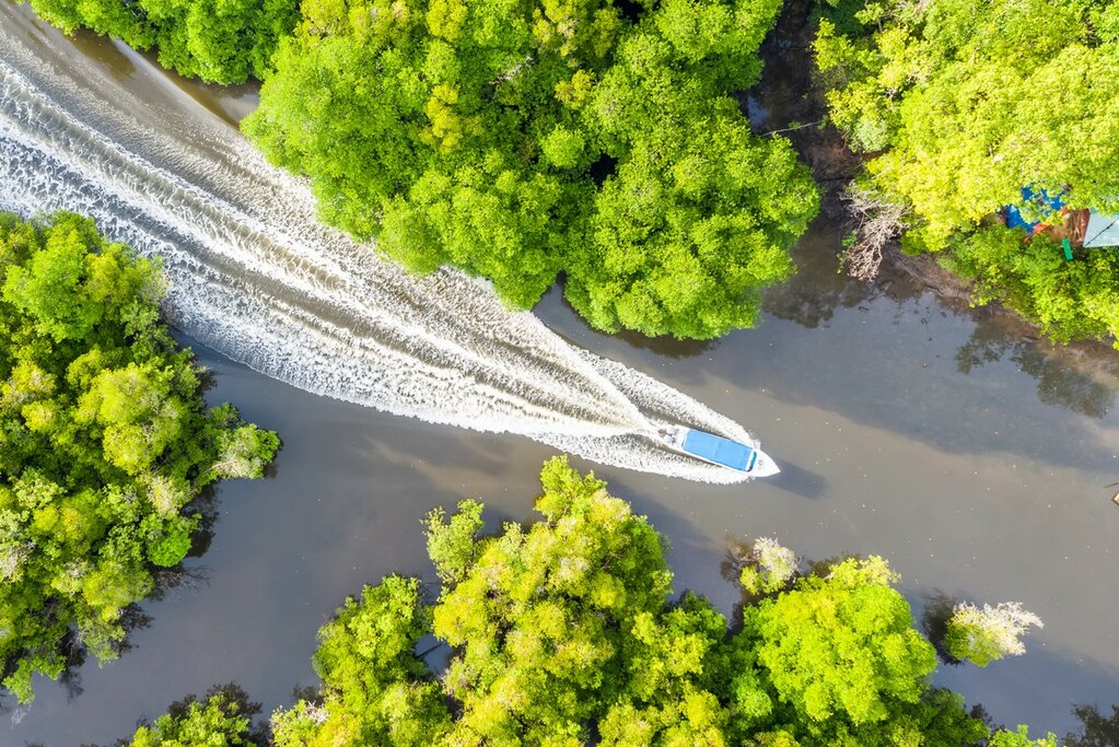 Aerial view of Kinabatangan River