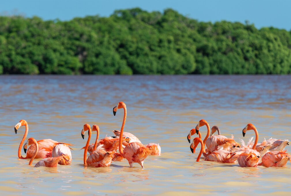 Explore the Celestun Biosphere Reserve
