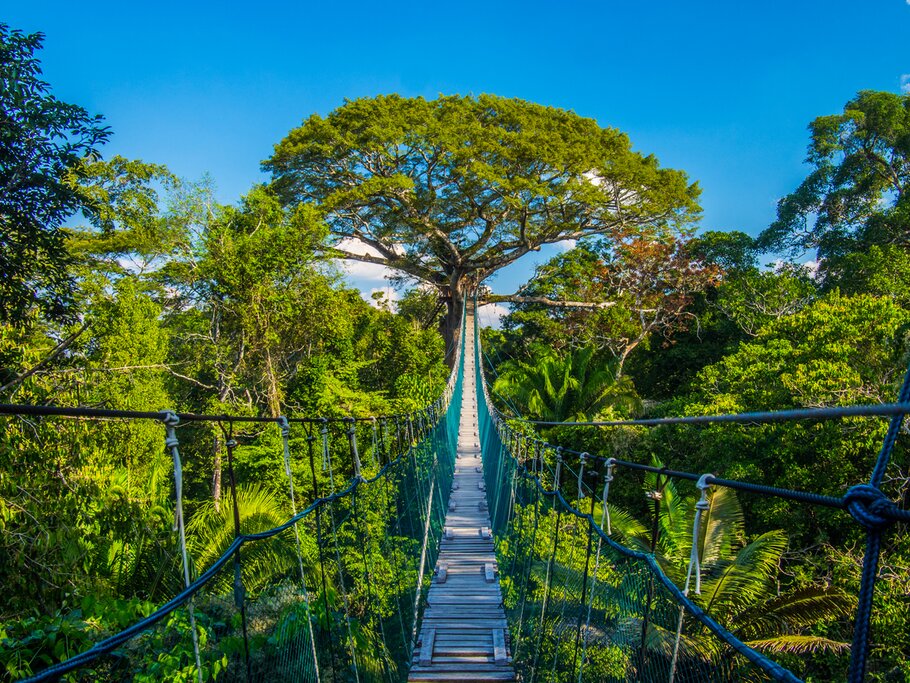 Amazon treetop canopy walk