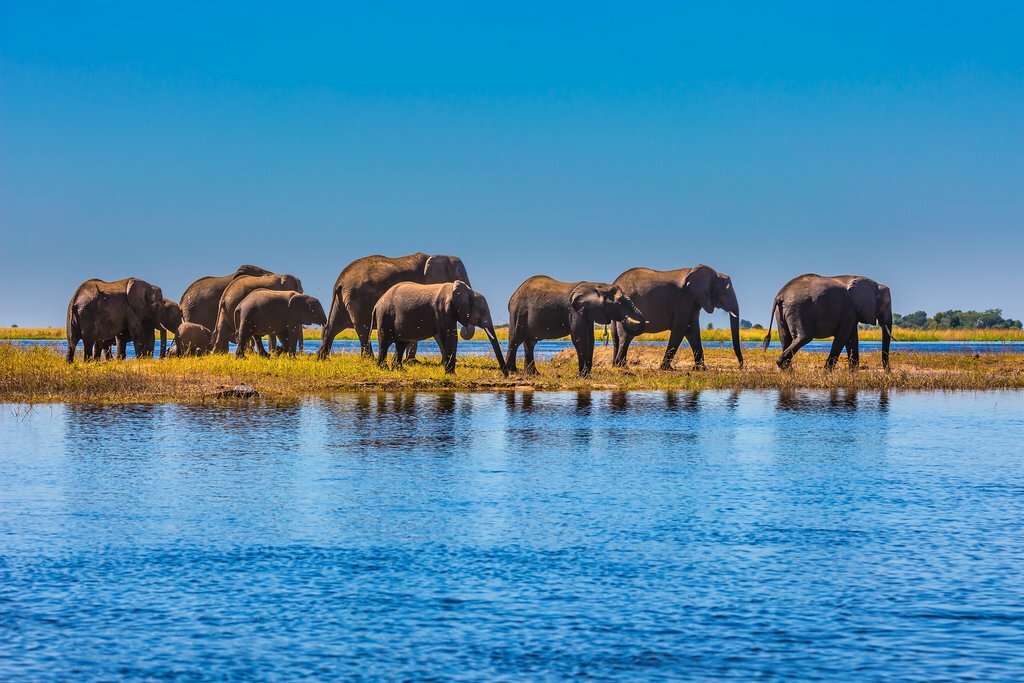 Botswana, Okavango Delta - An excess of elephants at Botswana's Okavango Delta
