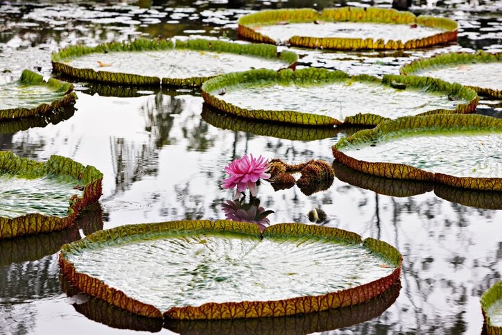 Discover the Mekong Delta (Ben Tre and Can Tho)