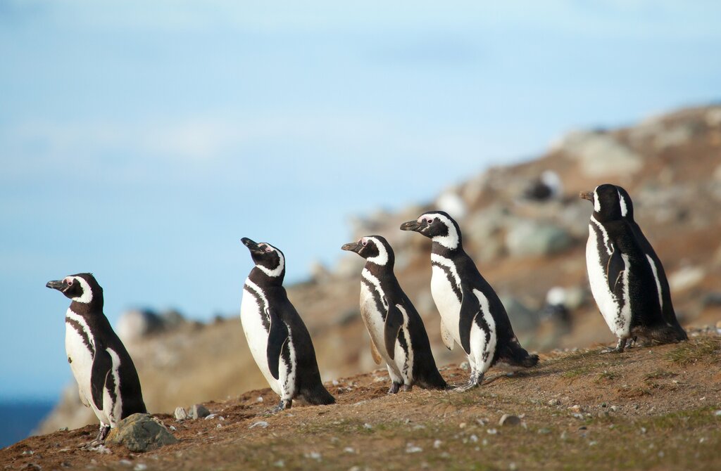 Time to visit some penguins