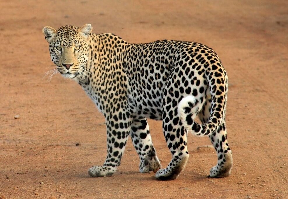 Morning Game Drive in Kruger